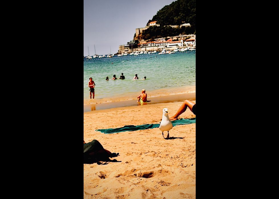 Gaviota en la playa de la concha