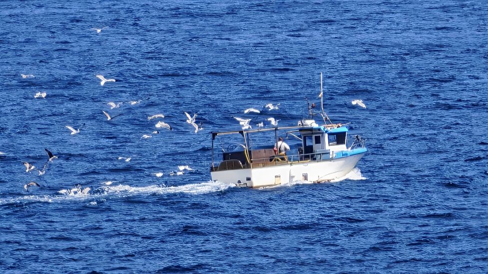 GAVIOTAS
