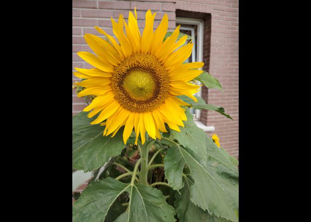 GIRASOL