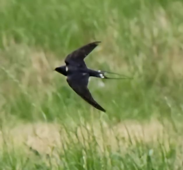 Golondrina