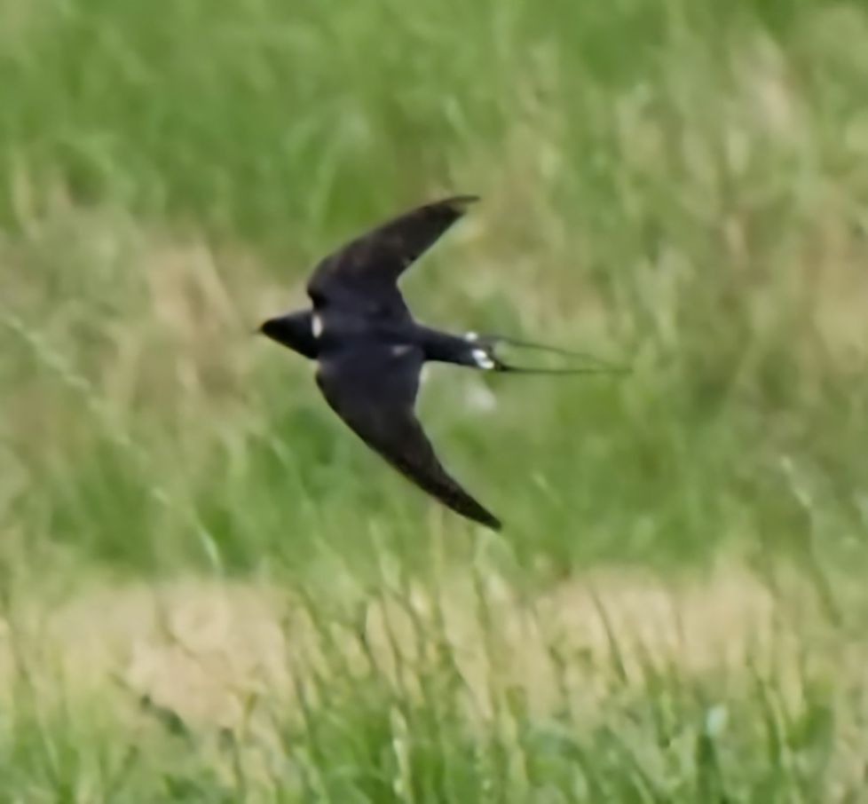 Golondrina 