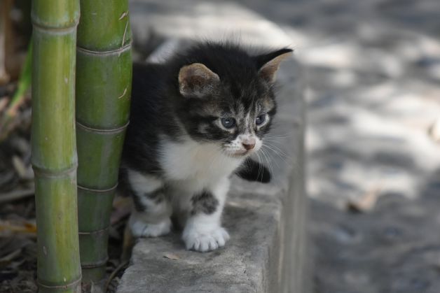 KATUTXOA-GATITO