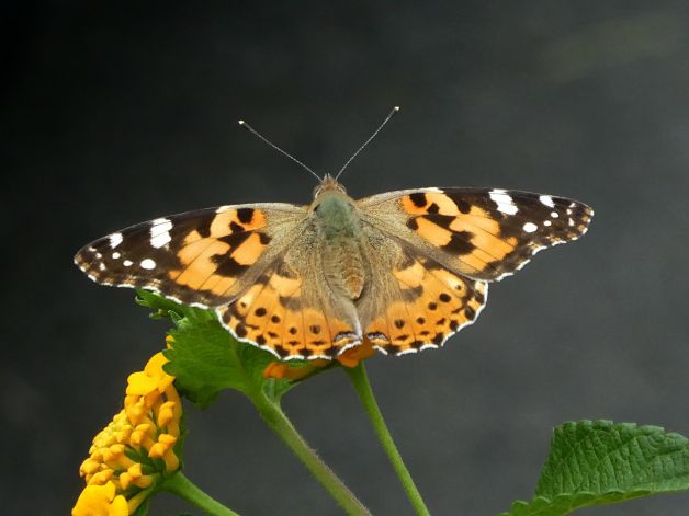 Las mariposas son para el verano