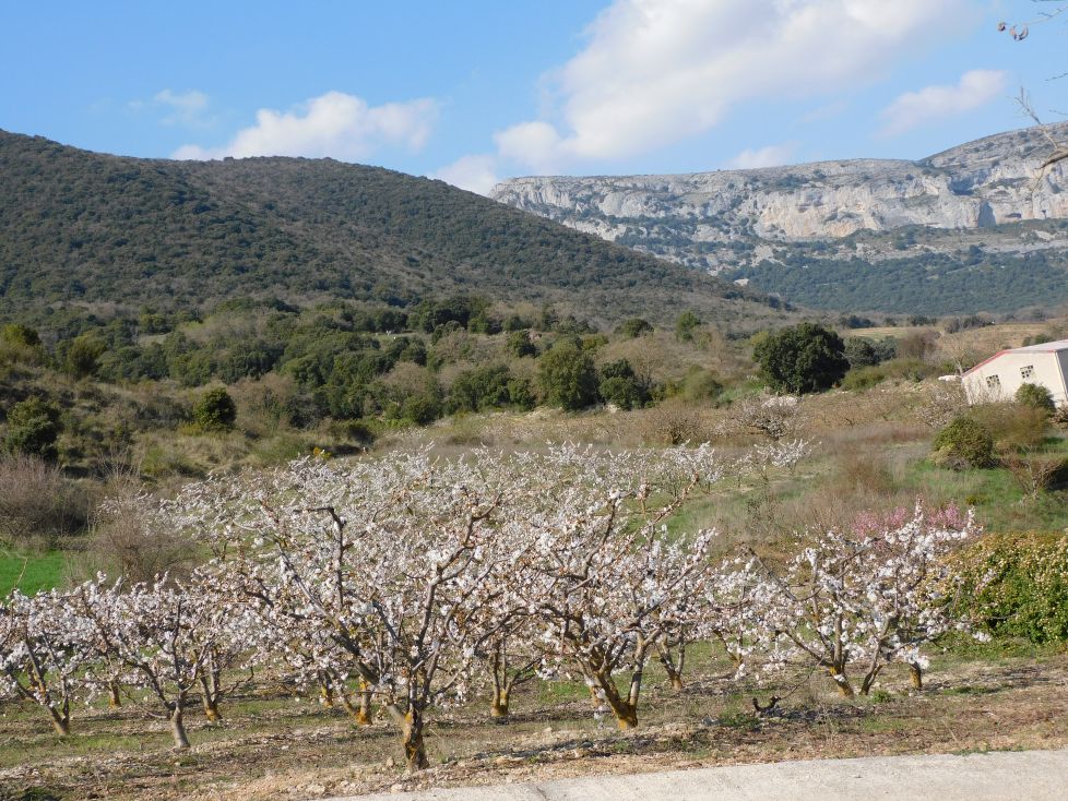 Los cerezos del valle de Etxauri.