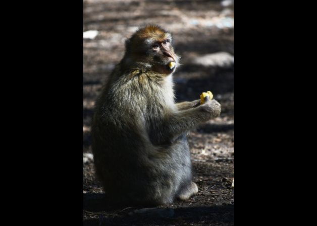 MAKAKOA-MACACO