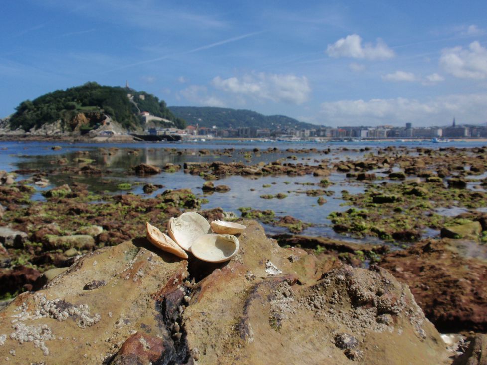MAREAS VIVAS