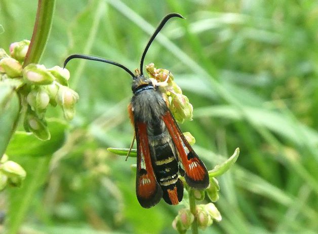 Mariposa