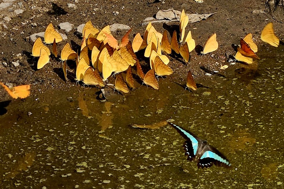 Mariposa Azul