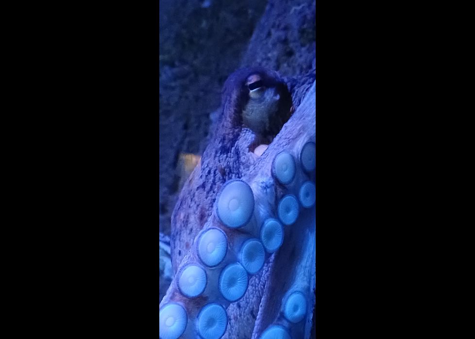 Mirada compartida