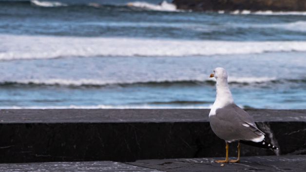 mirando al mar !!