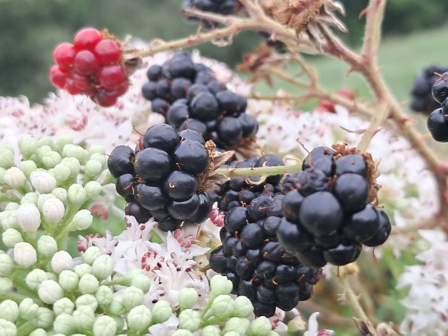 Moras