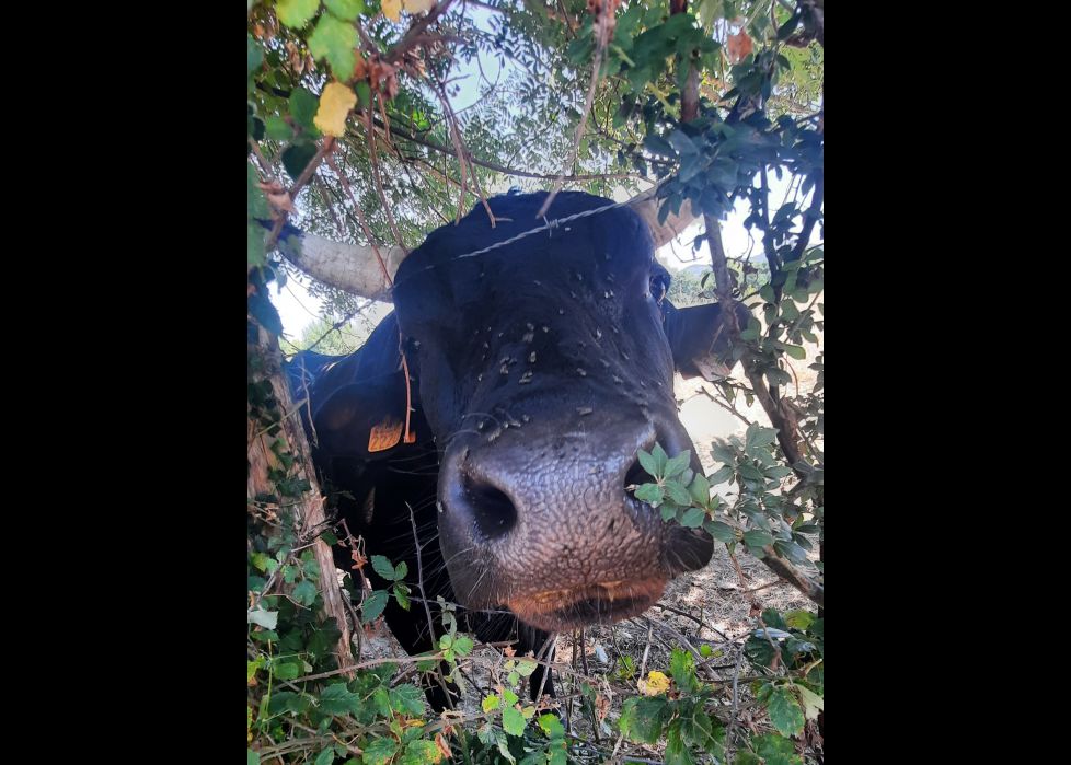 Muuuuuuu!!!