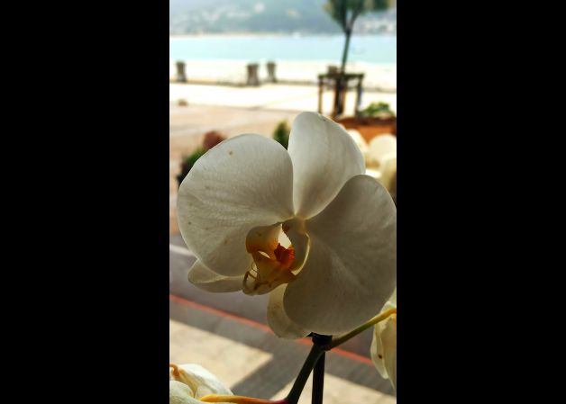 Orquidea blanca!!