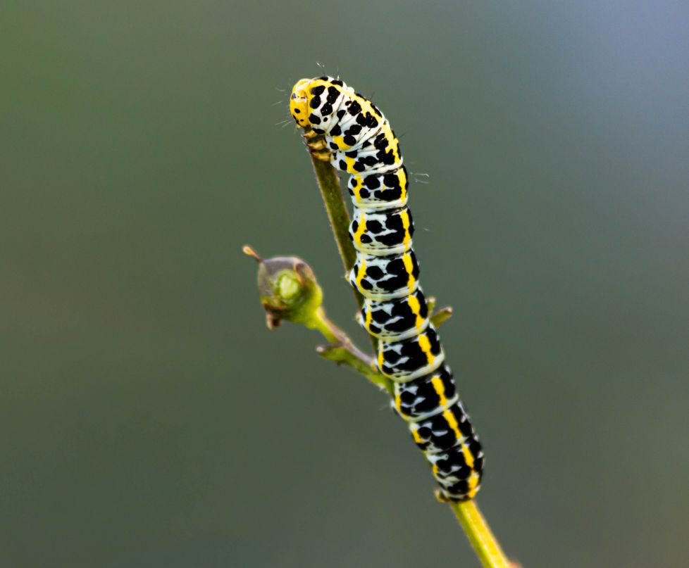 oruga