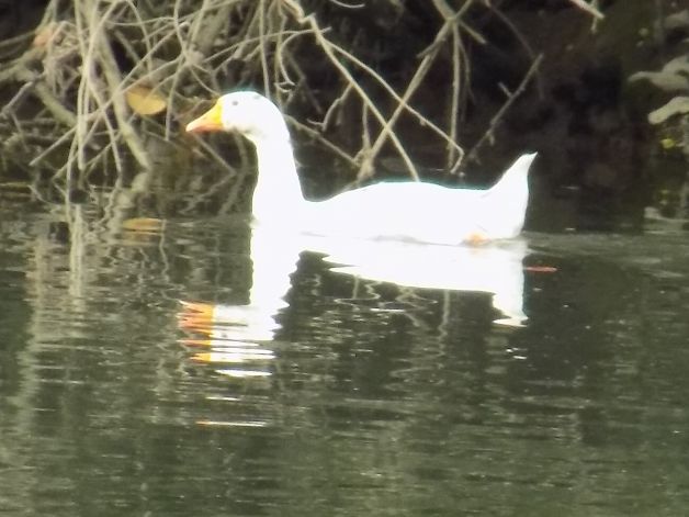 El pato