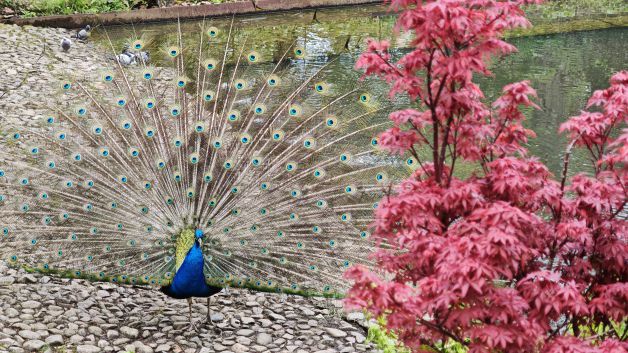 PAVO REAL