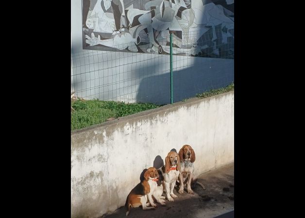Perros.