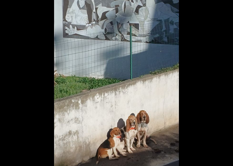 Perros.