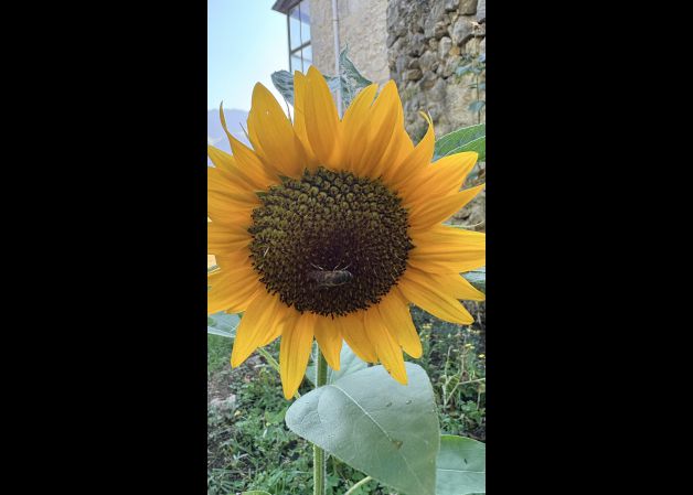 Polinizando el girasol.