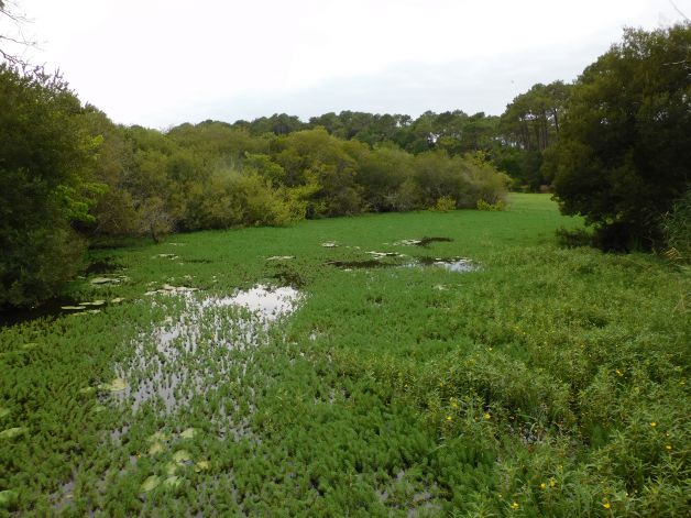 Pradera acuática.