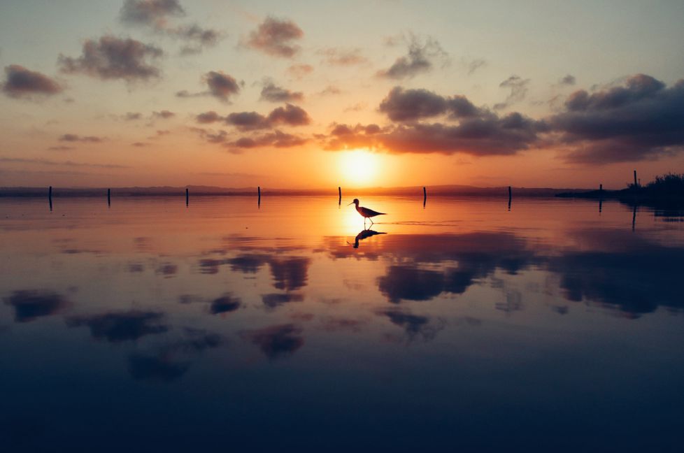 reflejos