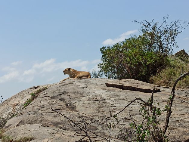 El rey leon