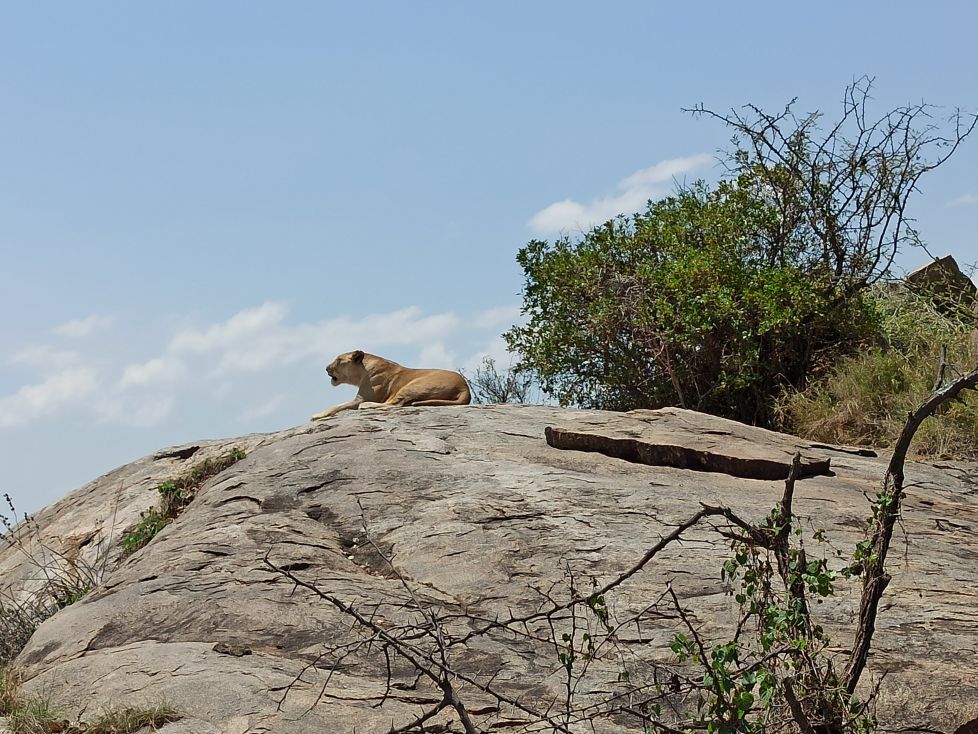 El rey leon