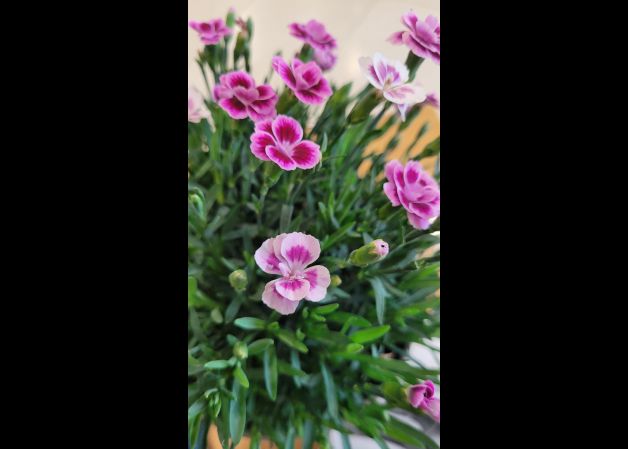Rosa