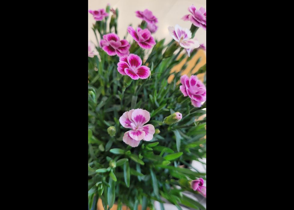 Rosa