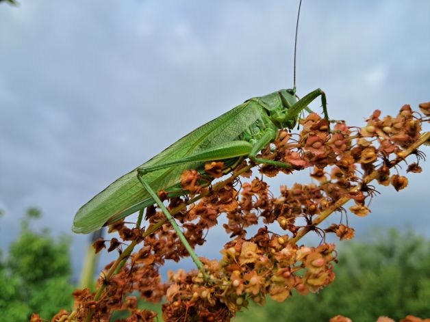 Saltamontes verde
