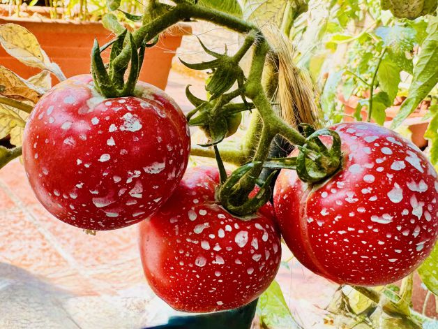 Tomate con pimportas