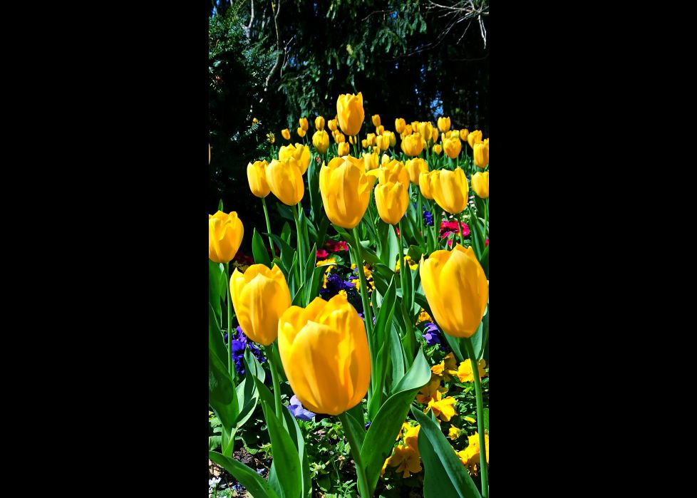 Tulipanes!!