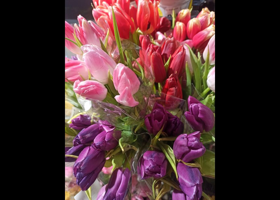 Tulipanes!!