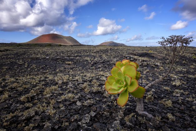 VIda entre lava