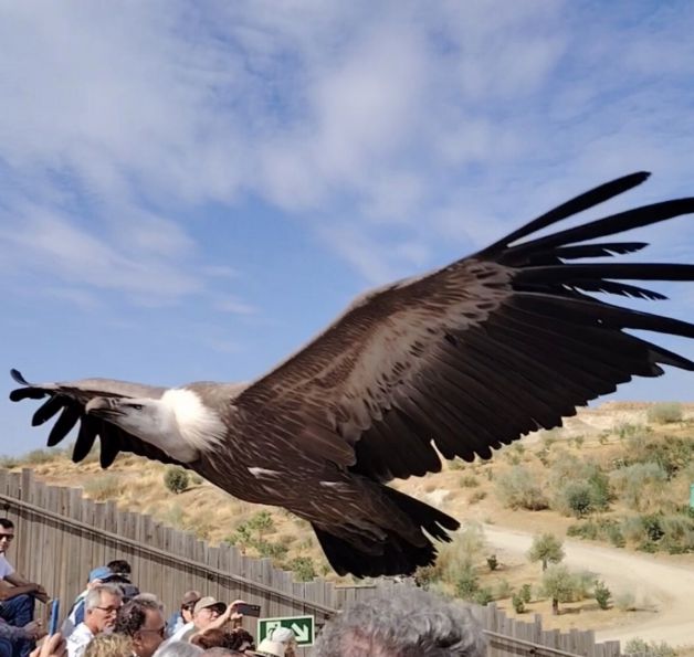 VOLANDO