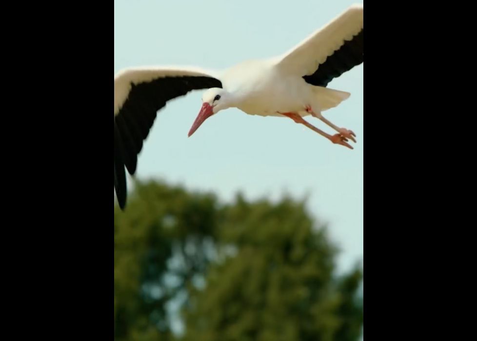 VOLANDO