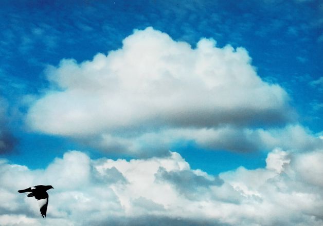 Volando voy