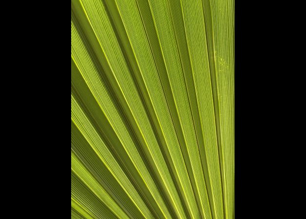 abanico verde