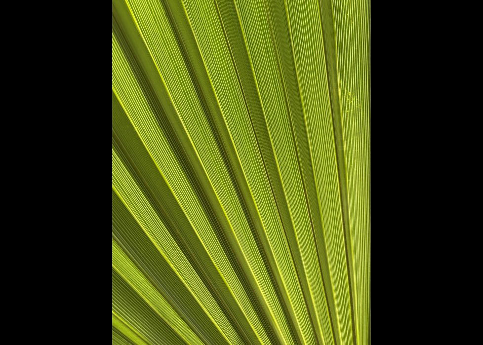 abanico verde