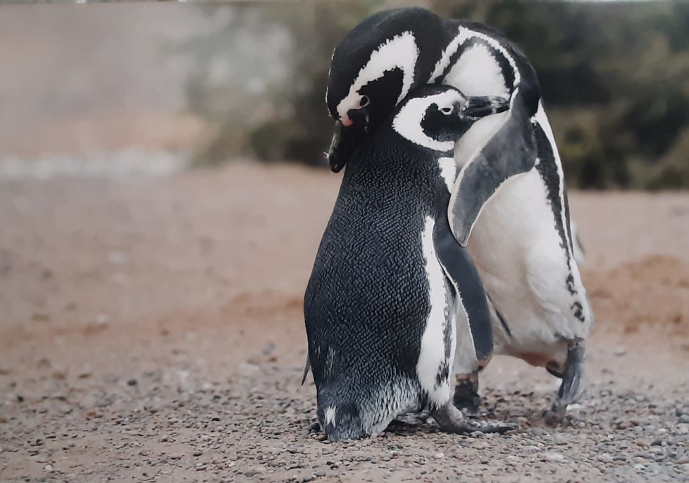ABRAZO