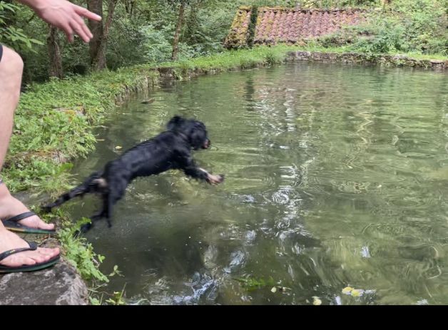 Al agua patos