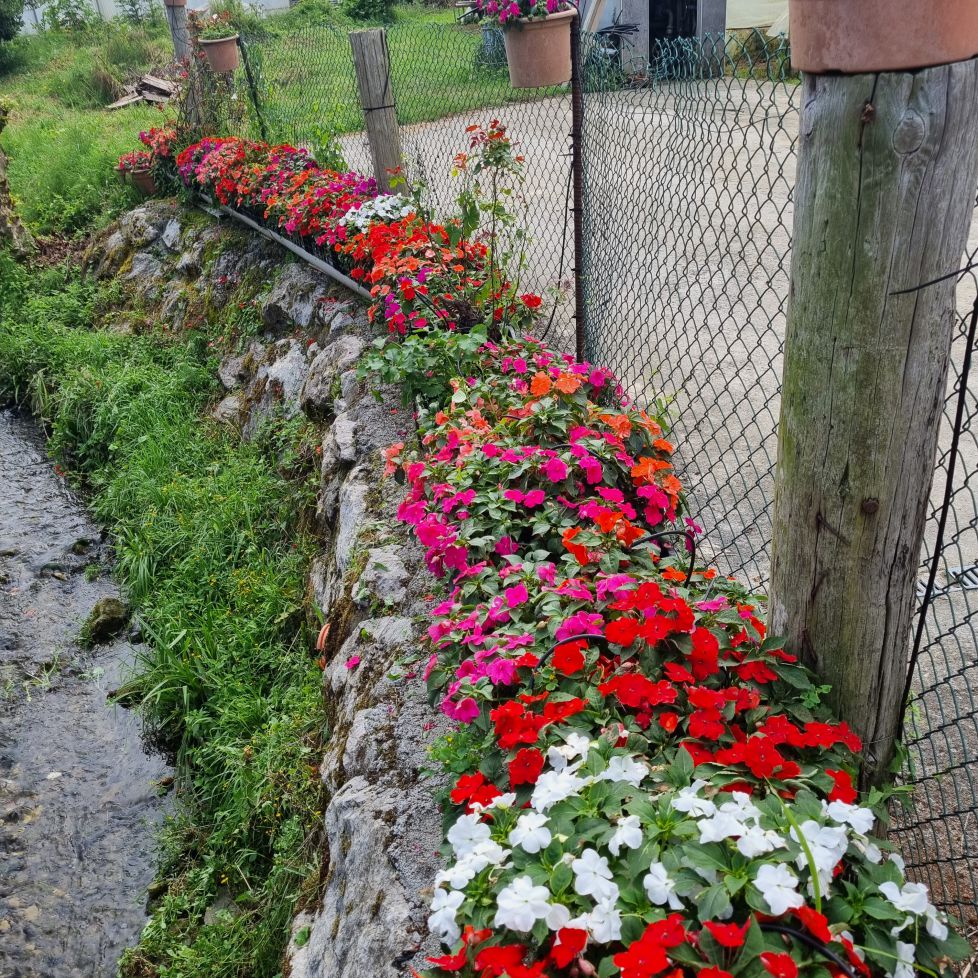 Alegrías de la casa