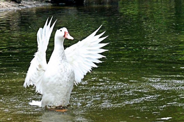 Alzando Vuelo