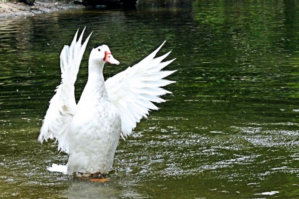 Alzando Vuelo
