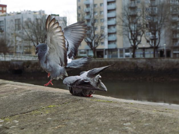 ALZAR EL VUELO