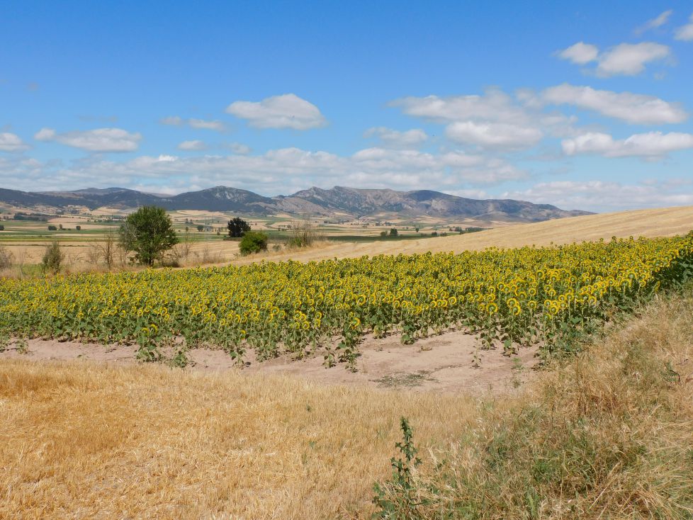 Amarillo y dorado