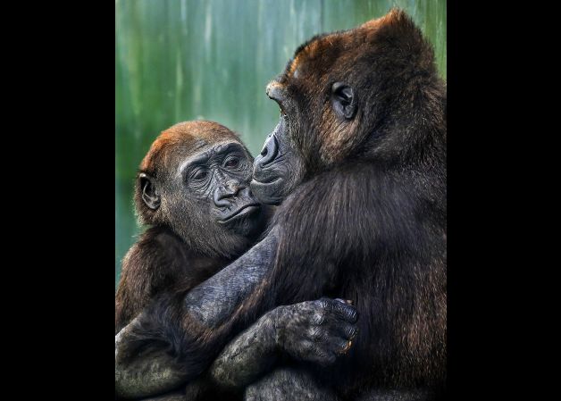 Amor de madre