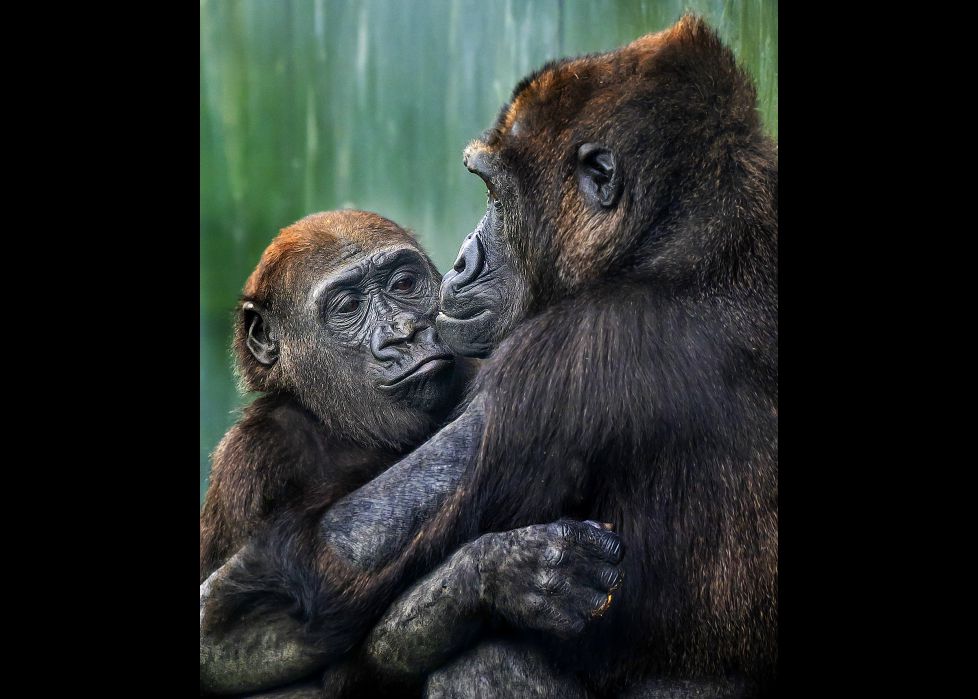 Amor de madre
