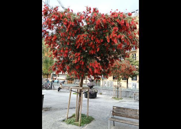 Árbol