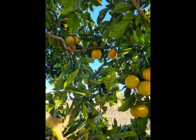 Del árbol a la boca